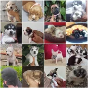 💜💜💜* 🐶¿BUSCAS UN CACHORRO?* TE AYUDAMOS A ENCONTRAR TÚ FIEL COMPAÑERO WHATSAPP 58746643 💜💜💜. - Img 54500564