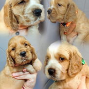 Hermosos cachorros cocker - Img 55889495