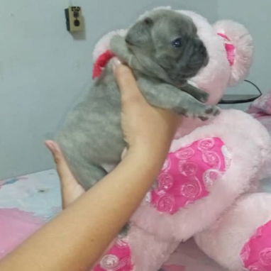 BULLDOG FRANCES,ambos sexos,azules en 1000 USD y negros en 600 USD o equivalente,TENGO MENSAJERÍA,tienen 33 días - 4/10