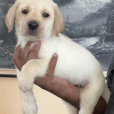 😍 HERMOSOS CACHORROS LABRADOR RETRIEVER 😍 - 2/3