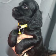 Cocker spaniel - Img 55591459