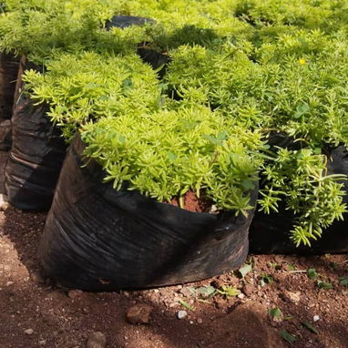 Servicios de jardineria - Img 119877567