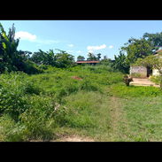 !!!GANGA VENDO O NEGOCEO TERRENO AMPLIO EN GUIRA DE MELENA - Img 56405543