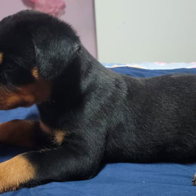 ROTTWEILER,ambos sexos,en 550 USD o equivalente,TENGO MENSAJERÍA,tienen 80 días,ESTAN VACUNADOS y desparacitados - Img 125846338