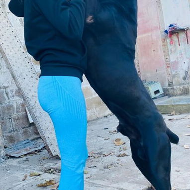 CANE CORSO CON PEDIGREE - Img 123798410