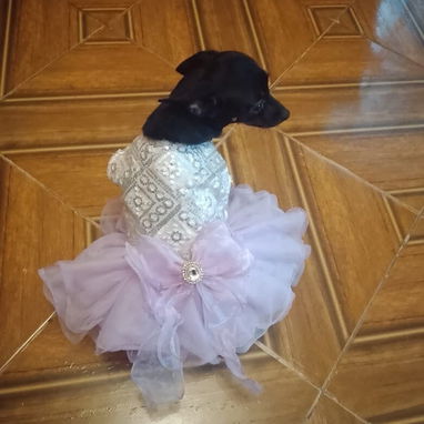 Se venden estas dos perritas 🐶 chihuahuas Cabeza de venado de un año (Vírgenes) y bien cuidadas - Img 123636800
