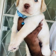 😍 HERMOSOS CACHORROS LABRADOR RETRIEVER 😍 - Img 54413571