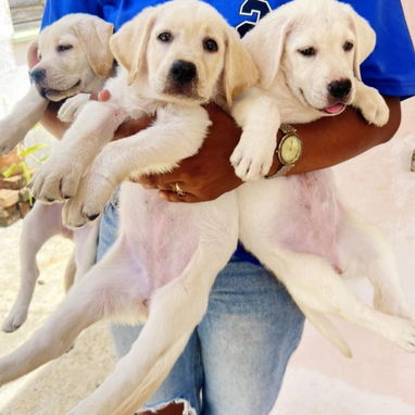 Si lo que buscas es una buena compañía todos disponibles pitbull, Chihuahua, bulldog francés, shitzu, pastor 53818081 - Img 125829084