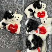 Venta de coker spaniel interesados contactar con 55000733 - Img 57125015