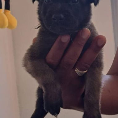PASTOR MALINOIS,ambos sexos,en 150 USD o equivalente(ACEPTO TRANSFERENCIA)TENGO MENSAJERÍA,de 35 días y desparacitados - Img 123314148