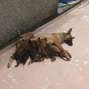 VENDO PASTOR BELGA MALINOIS - Img 55862948