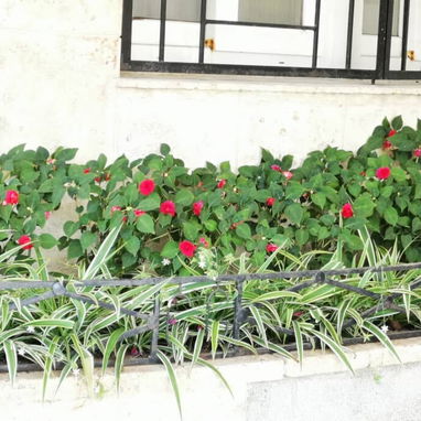 Servicio de jardinería 🧑🌾 - Img 119715837