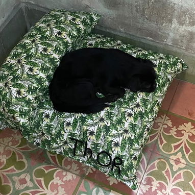 Artículos para mascotas - 2/3