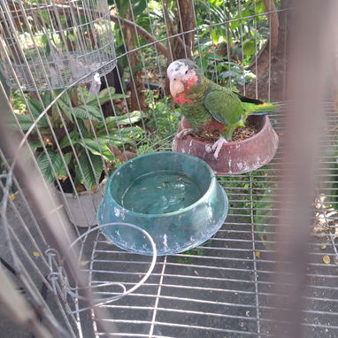 🦜 COTORRAS DE 4 MESES EN VENTA 💚  ✅ 5 cotorras disponibles 🐦 1 perdió un ojo   💵 Precio por cotorra: 200 USD - 3/4