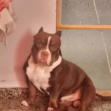 PITBULL,hembra,en 300 USD o equivalente,TENGO MENSAJERÍA,tiene 40 días,desparacitada,PADRE BULLY Y MADRE PITBULL - Img 126448135