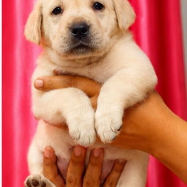 🐾💕 ¡HERMOSAS CACHORRITAS DE LABRADOR RETRIEVER BETTY MASCOTAS WHAT'SAPP 52506841! 💕🐾 - Img 123504989