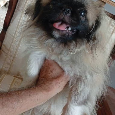 PEQUINÉS IMPERIAL CON PEDIGRI,macho en 350 USD o equivalente,TENGO MENSAJERÍA,tiene 6 meses,ESTÁ VACUNADO y desparacitad - 3/8