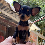 Cachorro Pincher - Img 56962984