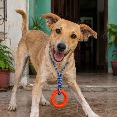 JUGUETE PARA PERROS / CUERDA CON ARO DE PINCHOS - Img 126302535