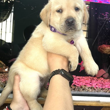 😍 HERMOSA CACHORRA LABRADOR RETRIEVER 😍 - Img 119372809