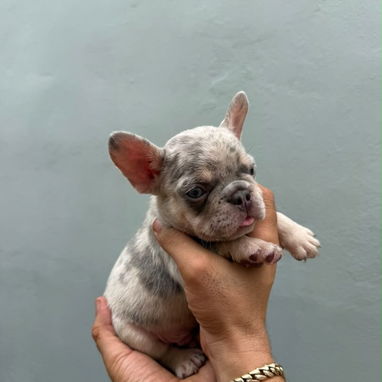 Frenchie - Img 125559642