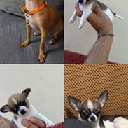 Chihuahua - Img 55616746