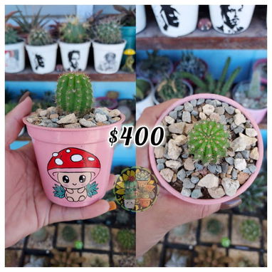 Cactus y suculentas en macetas decoradas a mano - 6/9