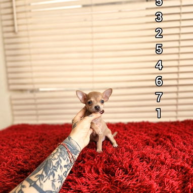 Chihuahuas 💘💘💘💘💘💘💘💘💘💘 - Img 126214264