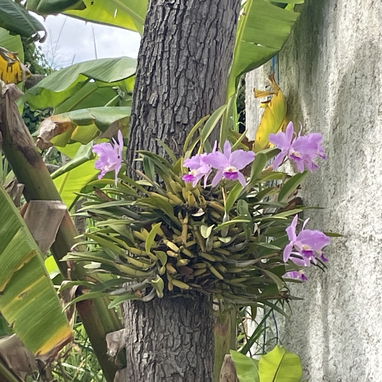 Orquídeas - Img 123571661