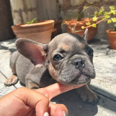 BULLDOG FRANCES,macho azul,en 550 USD o equivalente,TENGO MENSAJERÍA,tiene 85 días y está desparacitado - 4/5