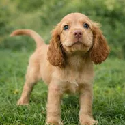 COCKER SPANIEL - Img 55702130