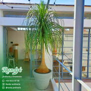 Venta de Palmas | RANDY'S Jardinería y Ornamentos - Img 45662974