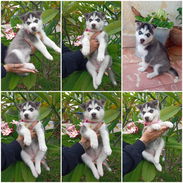 💜💜💜* 🐶 HERMOSA HUSKY SIBERIANO OJOS AZULES WHATSAPP 58746643  *💜💜💜. - Img 54509240
