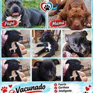 🐾 PITBULL MACHO VACUNADO BETTY MASCOTAS WHAT'SAPP 52506841 🐾 - Img 57541489