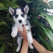 HUSKY SIBERIANO,ambos sexos,en 200 USD o equivalente,TENGO MENSAJERÍA,de 45 días y desparacitados,con historia clínica - Img 55756897