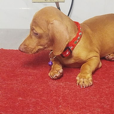 Todo lo que buscas está disponible en mascotas , solo llame al 53818081 - Img 124888404