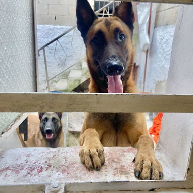 Pastor belga malinois - Img 124188195