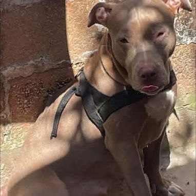 PITBULL - Img 124449268