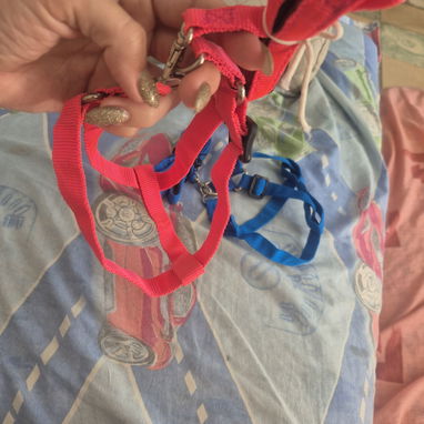 Collares para perros medianos-pekeño - Img 116392720