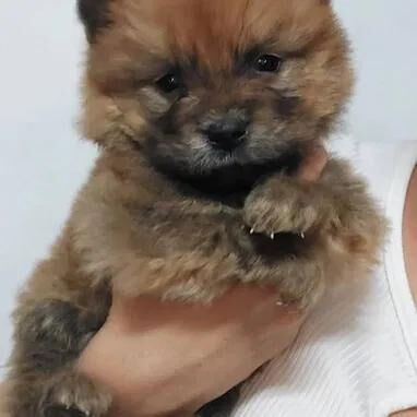 Chihuahuas .pequines.cocker.pitbull.pastores alemanes. Chow chow.ect todo tipo de perros pura razas - Img 114056553
