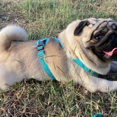 🐾✨ PUG HEMBRITA EN BUSCA DE SU NUEVO HOGAR WHATSAPP 58746643✨🐾 - 9/10