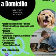 Veterinario a Domicilio para perros adultos y cachorros - Img 54759204