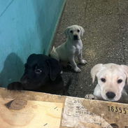 Labradores varones 180 usd con sus 2 pentavalentes puestas certificado garantizado - Img 54178650