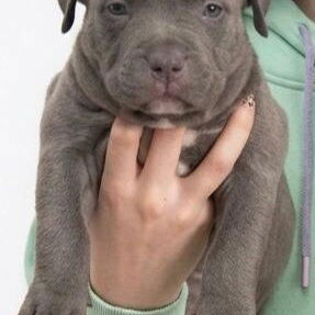 ((( AMERICAN PITBULL TERRIER AMBOS SEXOS BETTY MASCOTAS WHATSAPP 52506841 ))) - Img 123322385