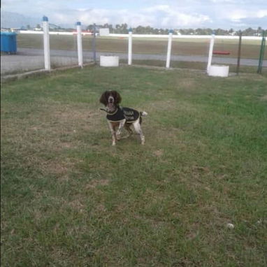 Adiestramiento canino - Img 118693993