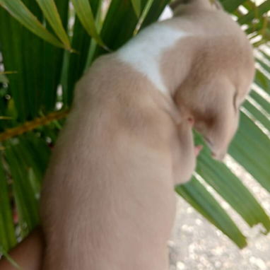 Disponibles todas las razas de perros - Img 119038528