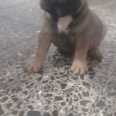 Si buscas estás razas , pitbull, Chihuahua, shitzu, bulldog francés, labrador Husky llame 53818081 - Img 125781659