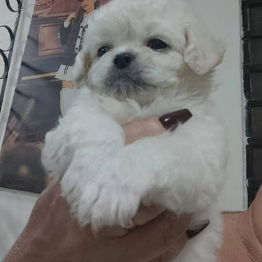 PEQUINÉS ALBINOS,machos,en 70 USD o equivalente,TENGO MENSAJERÍA,de 50 días,desparacitados,ENTREGAN CON HISTORIA CLÍNICA - Img 123312415