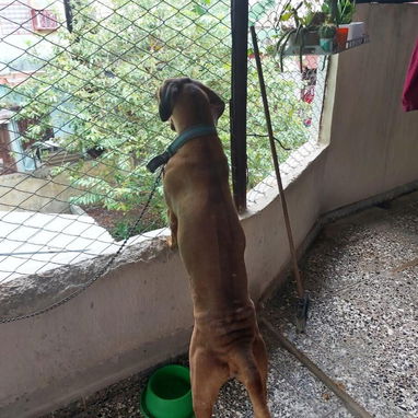 Perra en adopción - Img 124707628