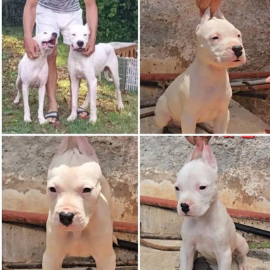 DOGO ARGENTINO,ambos sexos,en 450 USD o equivalente,TENGO MENSAJERÍA,tienen 65 días y están desparacitados - Img 123074507
